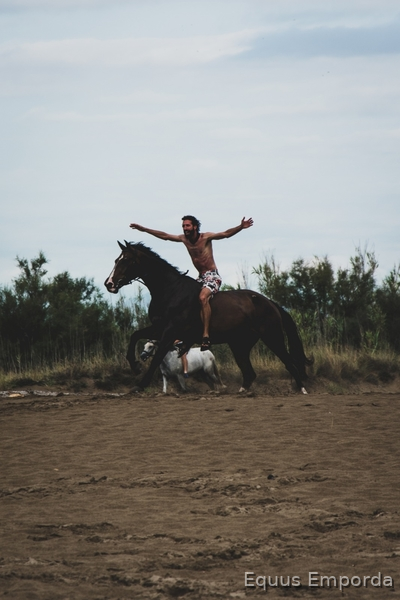 B.W.P. de salto o completo a la venta - Belgisch Warmbloedpaard