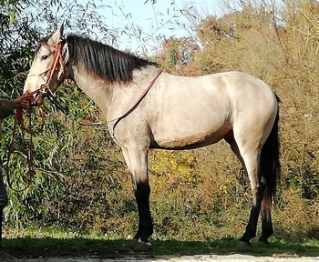 PRE mare buckskin 