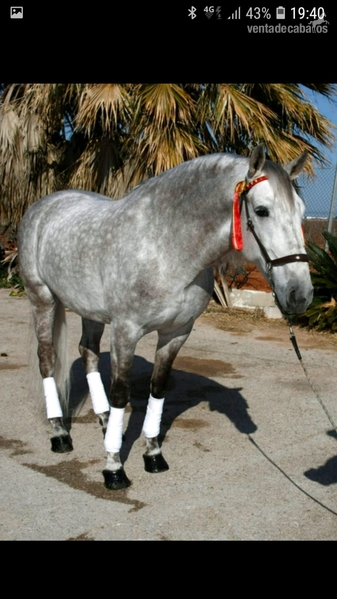Caballos Pura Raza Española (P.R.E.) PRE - VENTA PRE, HIERRO DE PERALTA