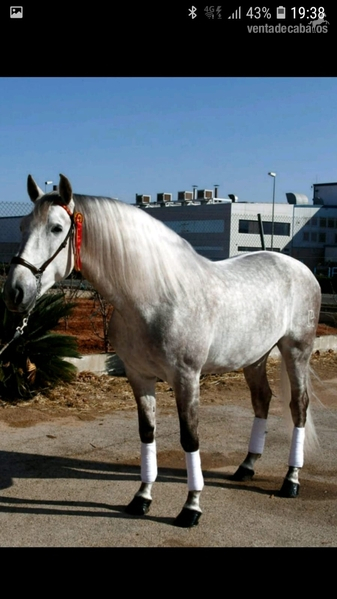 VENTA PRE, HIERRO DE PERALTA - Caballos Pura Raza Española (P.R.E.) PRE