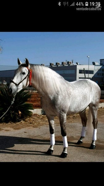 VENTA PRE, HIERRO DE PERALTA - Caballos Pura Raza Española (P.R.E.)