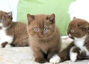 Gatitos British Shorthair en busca de un buen hogar.