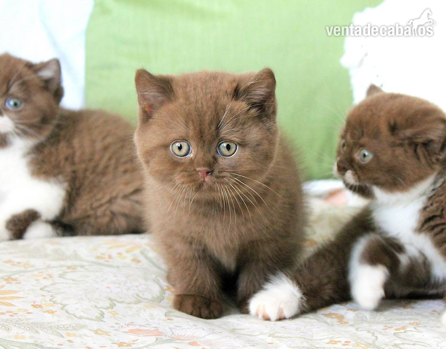 Gatitos British Shorthair en busca de un buen hogar. in 