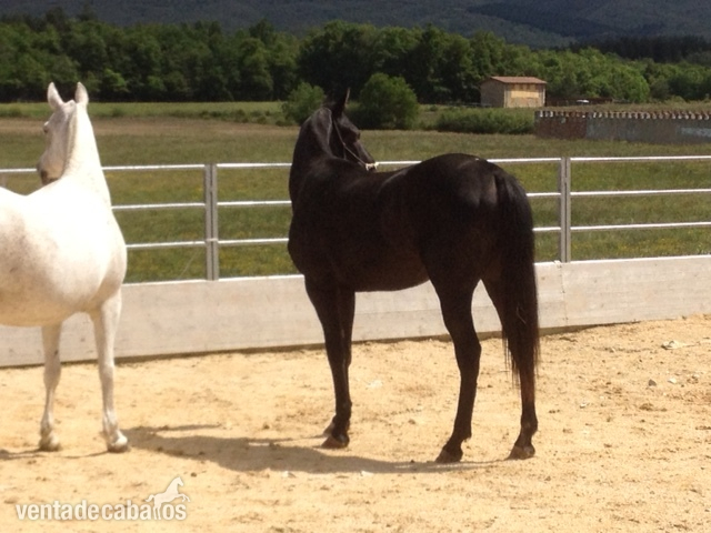 POTRO 3 SANGRES in 