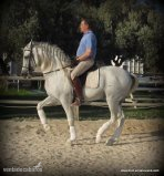 caballo con el hierro de Ferrer Rovira in 