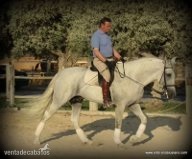 Caballos Pura Raza Española (P.R.E.) Pura Raza Española - caballo con el hierro de Ferrer Rovira
