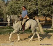 caballo con el hierro de Ferrer Rovira - Caballos Pura Raza Española (P.R.E.) Pura Raza Española