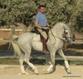 caballo con el hierro de Ferrer Rovira - Pura Raza Española