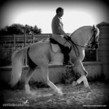 caballo con el hierro de Ferrer Rovira - Caballos Pura Raza Española (P.R.E.)