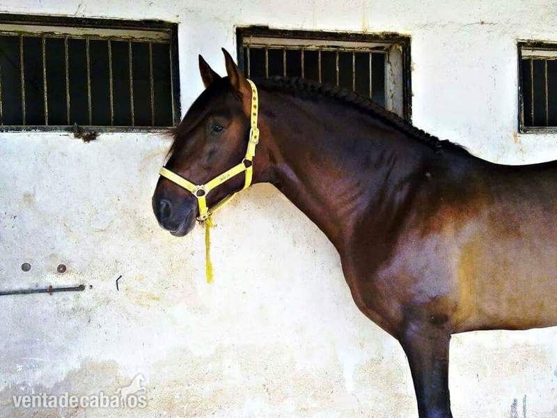 caballo pre castaño in 