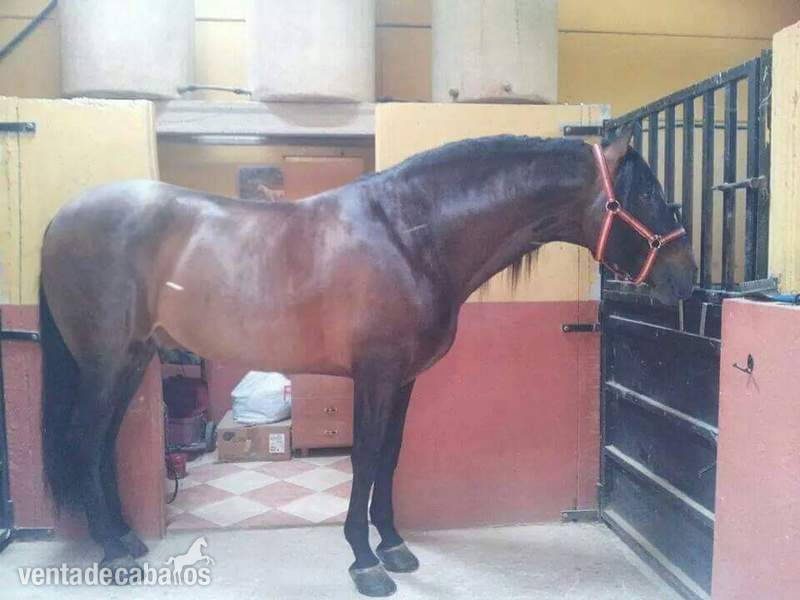 Caballos Pura Raza Española (P.R.E.) Pura Raza Española - caballo pre castaño