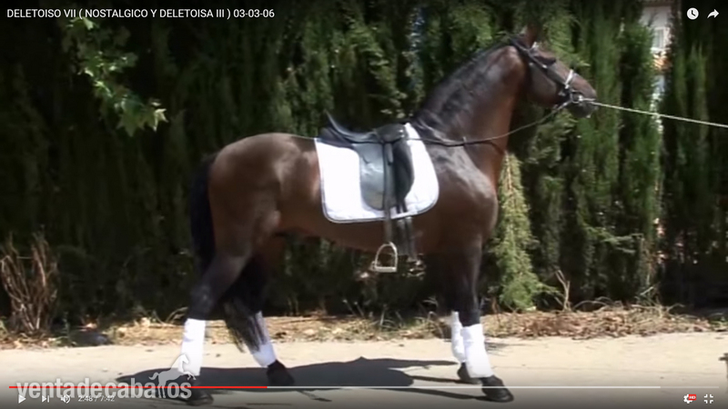 VENTA DE CABALLO ESPAÑOL in 
