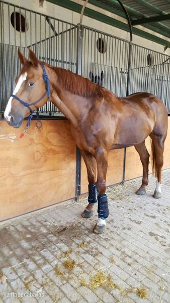 vendo caballo kwpn compitiendo salto 1.20  in 