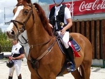 vendo caballo kwpn compitiendo salto 1.20 