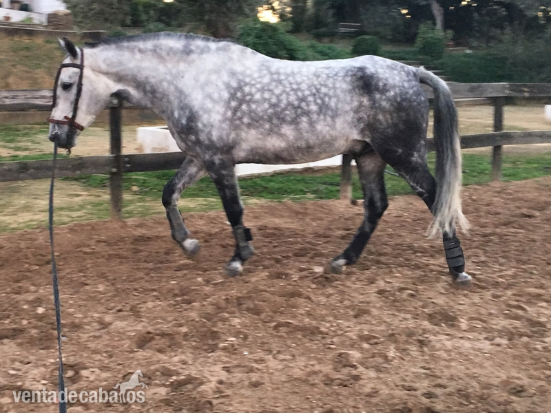 Caballo montado y enganchado in 