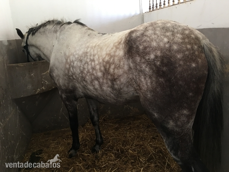 Caballo montado y enganchado - Caballos Capados in 