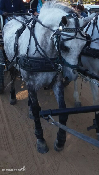 Caballo montado y enganchado - Caballos Capados
