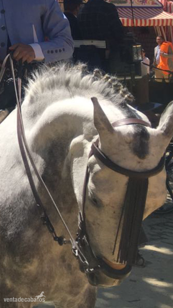 Caballo montado y enganchado 