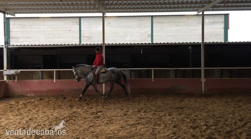 Caballos Capados Árabe-cuarto de milla - Caballo montado y enganchado