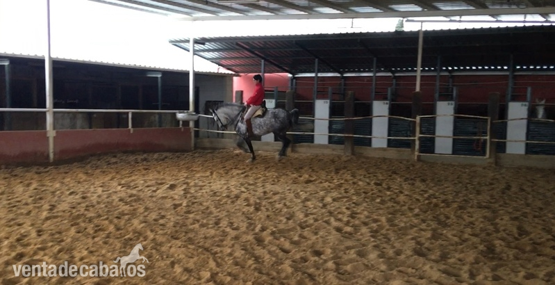 Caballo montado y enganchado - Caballos Capados Árabe-cuarto de milla