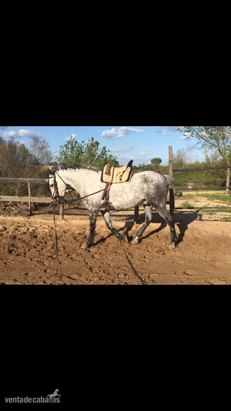 Caballo montado y enganchado - Árabe-cuarto de milla
