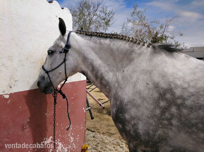 Caballo montado y enganchado - Caballos Capados