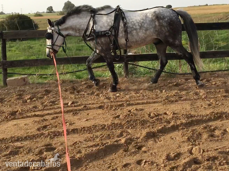 Caballo montado y enganchado