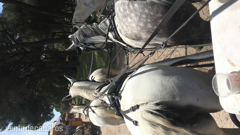  Caballo montado y enganchado