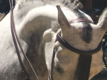 Caballo montado y enganchado