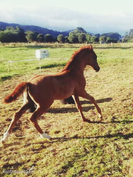 Caballo Hispano Árabe Hispano Arabe - Potro Hispano Árabe 