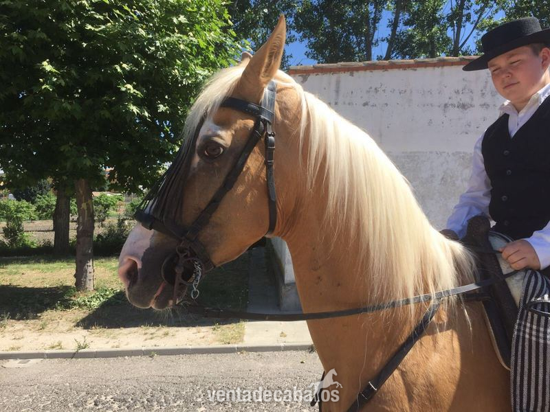 CABALLO PERLA MUY NOBLE Y GUAPO in 