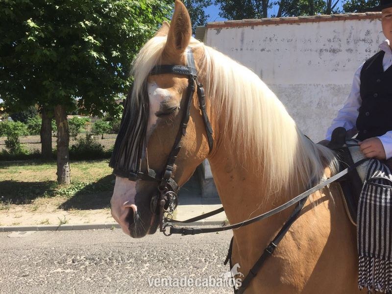 Caballos Capados LUSO - ARABE - CABALLO PERLA MUY NOBLE Y GUAPO