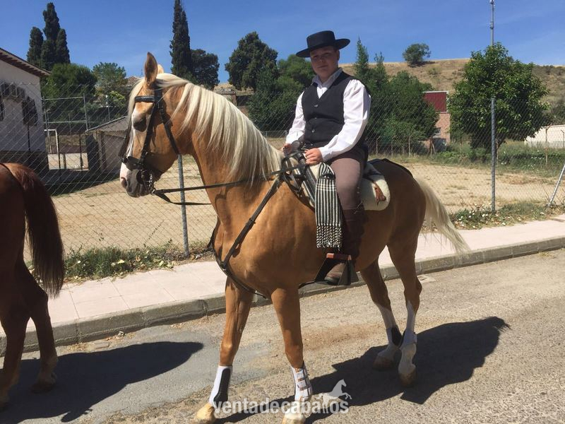 CABALLO PERLA MUY NOBLE Y GUAPO - Caballos Capados LUSO - ARABE
