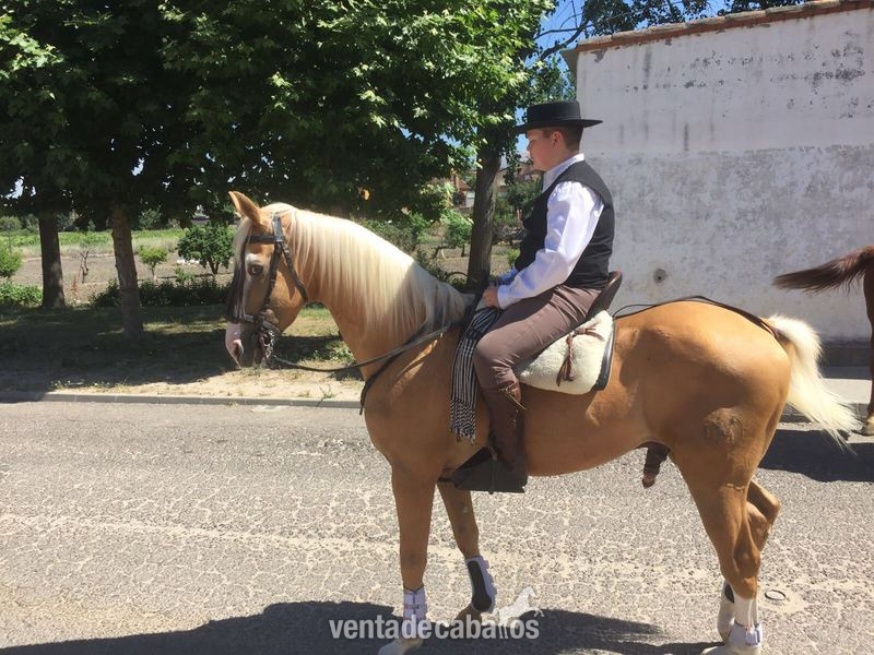 CABALLO PERLA MUY NOBLE Y GUAPO - LUSO - ARABE