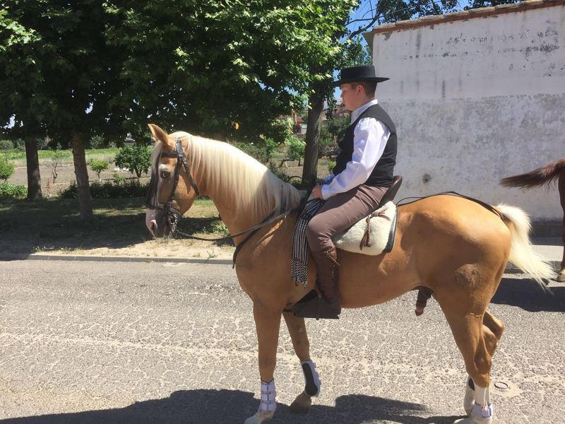 CABALLO PERLA MUY NOBLE Y GUAPO - LUSO - ARABE