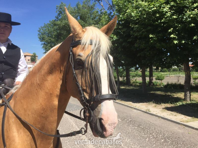 CABALLO PERLA MUY NOBLE Y GUAPO - Caballos Capados