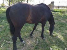 Vendo preciosa Yegua