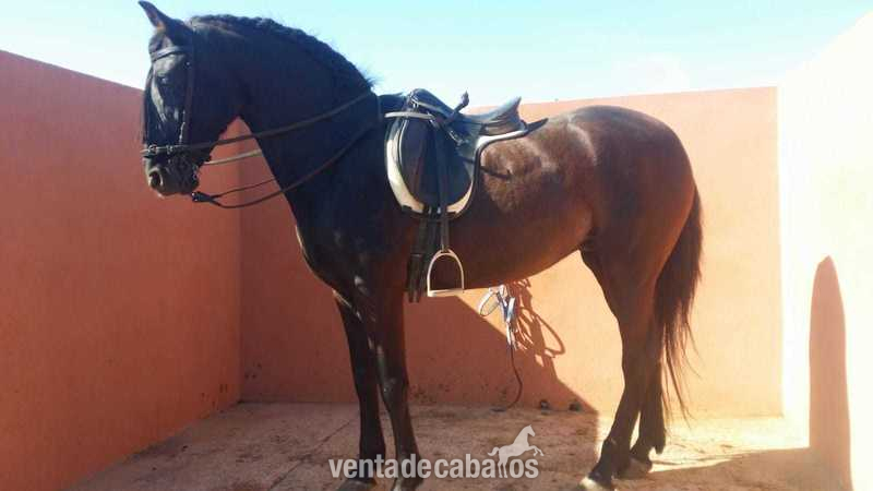 yegua negra pre in 
