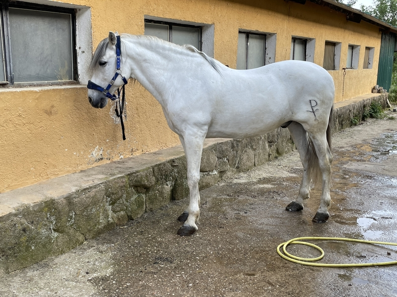 Caballo PRE 12 años con papeles  in 