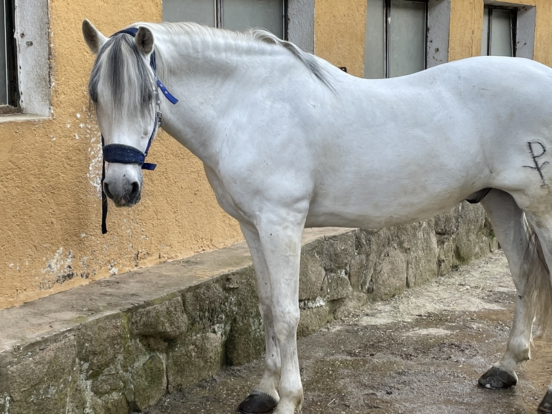 Caballos Capados PRE - Caballo PRE 12 años con papeles 