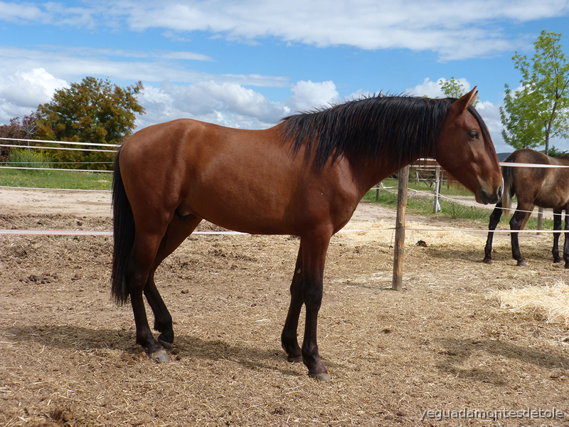 Venta Caballo PRE Orfeón VI in 