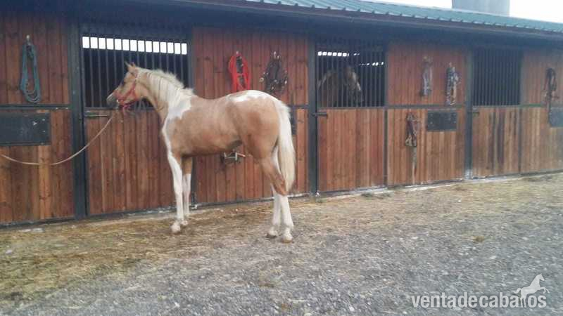 3 sangres 