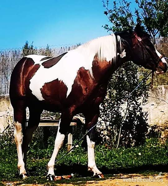 Paint horse semental in 
