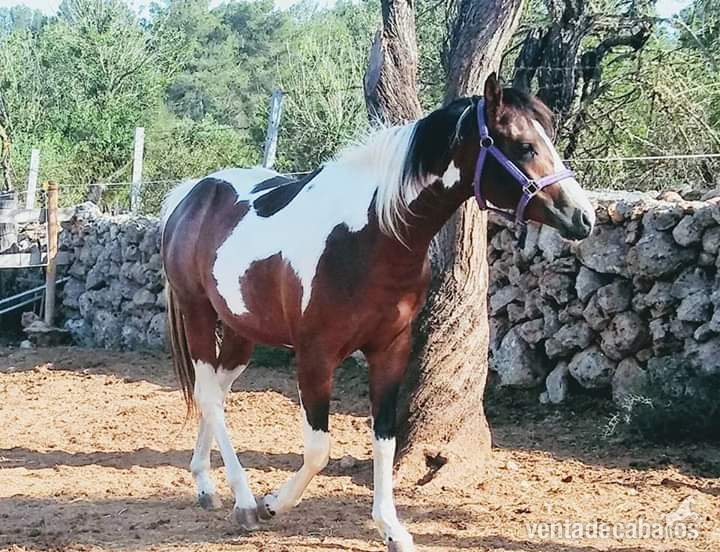 Paint horse