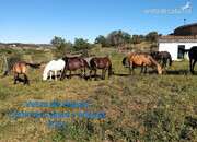 Se venden distintos caballos y edades.
